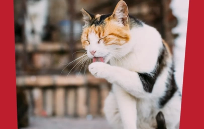 Zašto se mačke stalno ližu