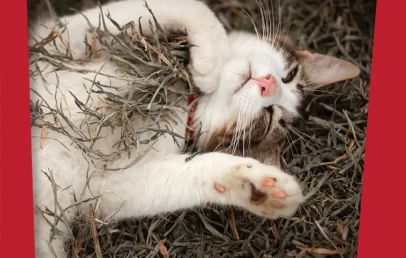 Zašto se mačke valjaju po zemlji