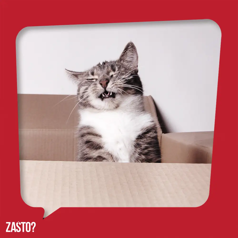 Zašto mačke prave smešnu facu dok njuškaju