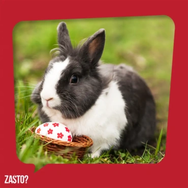 Zašto je zec simbol Uskrsa
