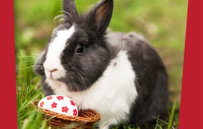 Zašto je zec simbol Uskrsa