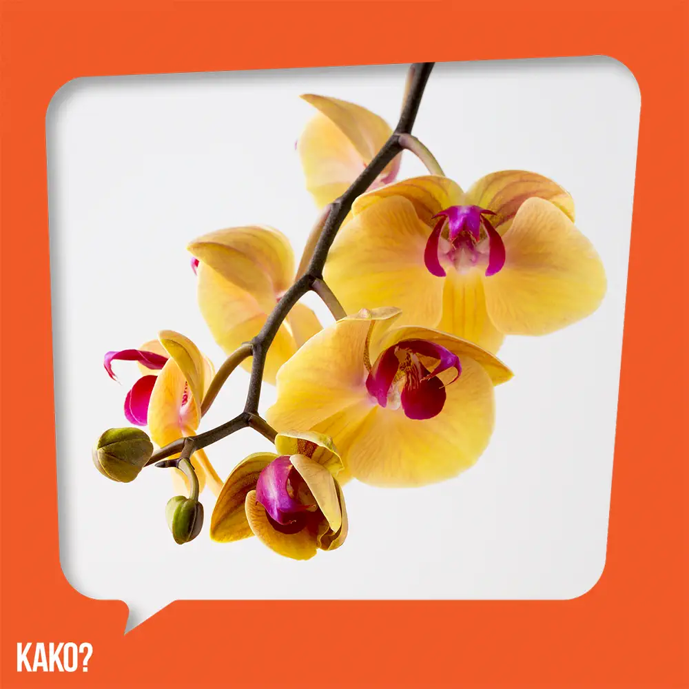 Kako uzgajati orhideju