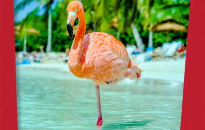 Zašto flamingosi stoje na jednoj nozi
