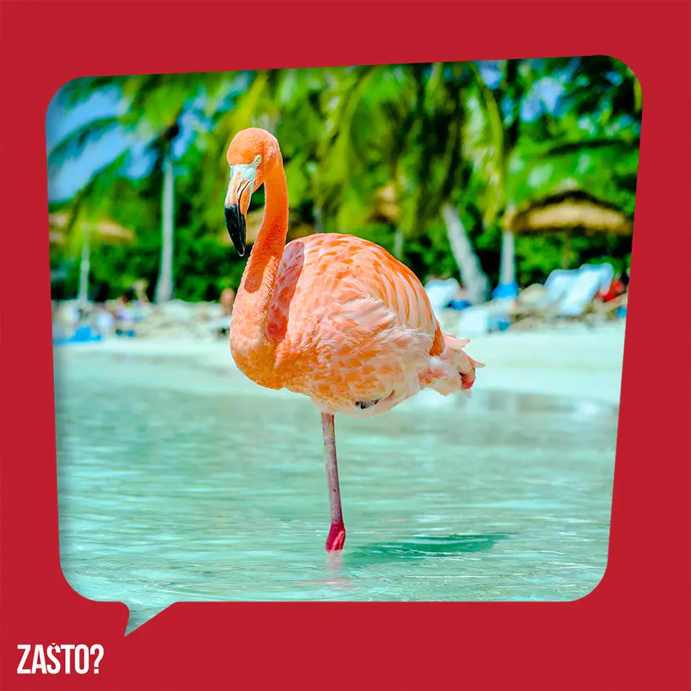Zašto flamingosi stoje na jednoj nozi