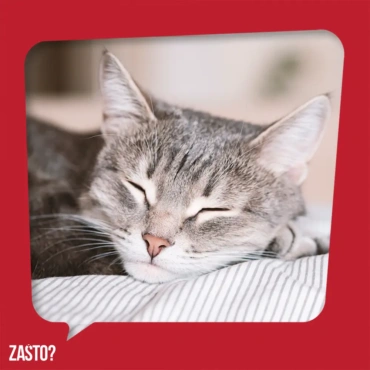 Zašto mačke imaju baš devet života